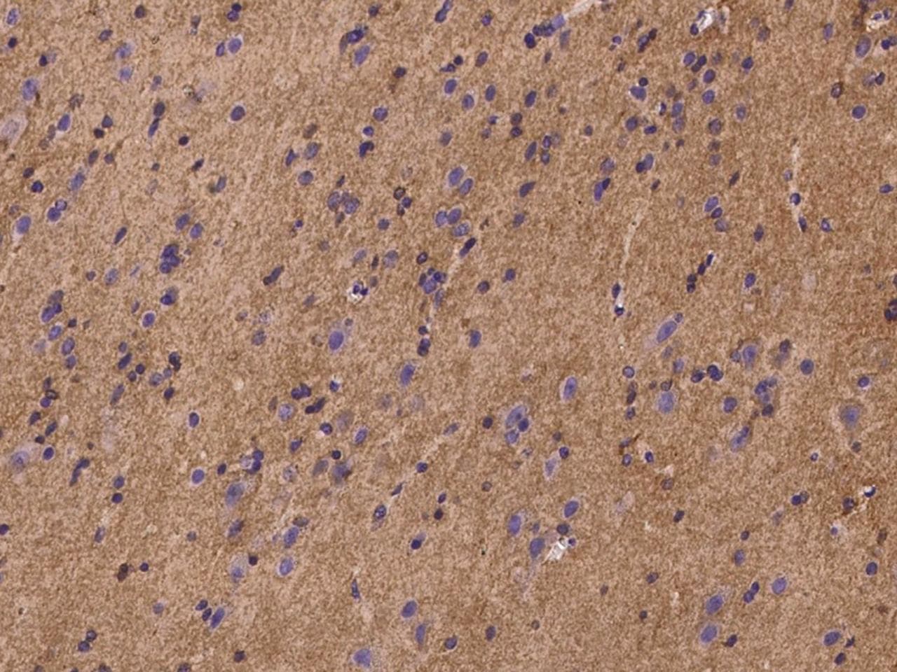 PLSCR4 Antibody
