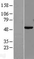 PAX8 Protein (Over-Expression Lysate Myc-DDK (Flag))