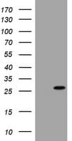 BNIP1 Antibody (clone OTI2G8)