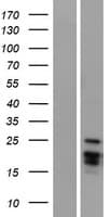 Human ARTN / Artemin Protein (Over-Expression Lysate Myc-DDK (Flag))