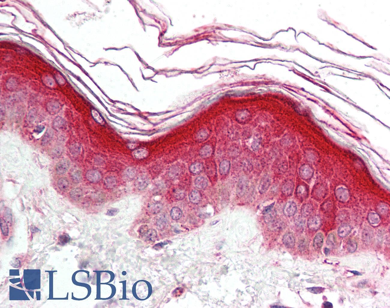 IHC-plus™ MYD88 Antibody (aa233-248)