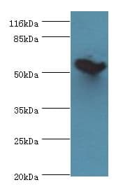 DPH2 Antibody (aa1-489, Biotin)