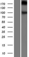 GPR48 / LGR4 Protein (Over-Expression Lysate Myc-DDK (Flag))