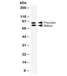 MMP9 / Gelatinase B Antibody
