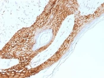 Monoclonal Mouse anti-Human CDH1 / E Cadherin Antibody (clone 4A2, Azide-free,BSA-free, IHC, IF, WB)