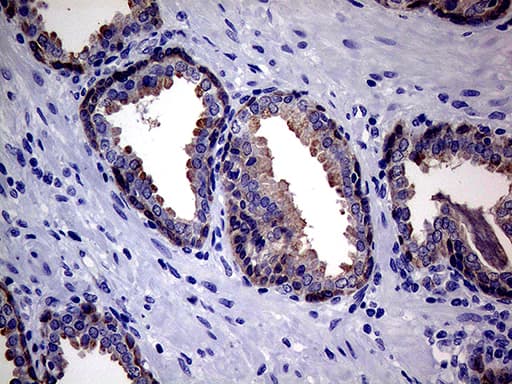 Monoclonal Mouse anti-Human EGFL7 Antibody (clone OTI5C9, aa24-273, IHC)