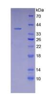 Human Osteocalcin Protein (Recombinant His-GST)
