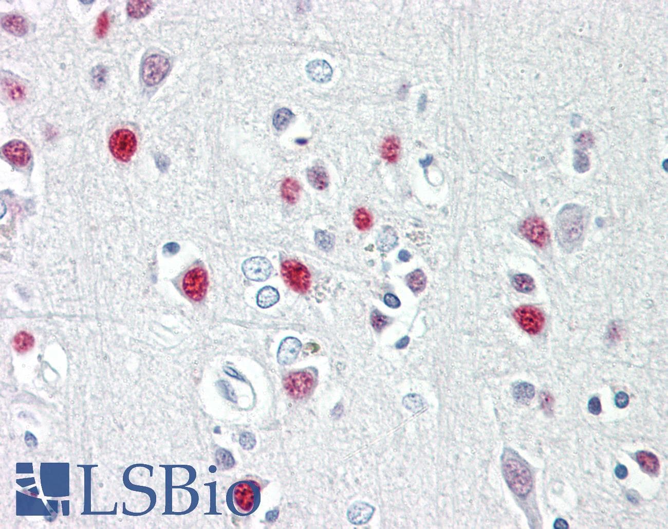 IHC-plus™ Histone H4 Antibody (aa13-62)