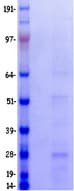 Human CD3E Protein (Recombinant Myc-DDK (Flag))