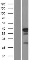 Human HNRNPD / AUF1 Protein (Over-Expression Lysate Myc-DDK (Flag))