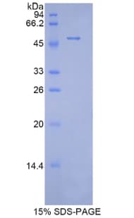 Mouse PRDX1 / Peroxiredoxin 1 Protein (Recombinant His-GST)