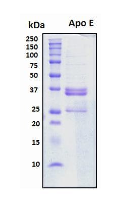 Human APOE / Apolipoprotein E (Recombinant His, N-Terminal)