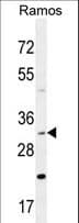 DNAJB13 Antibody (aa176-205)