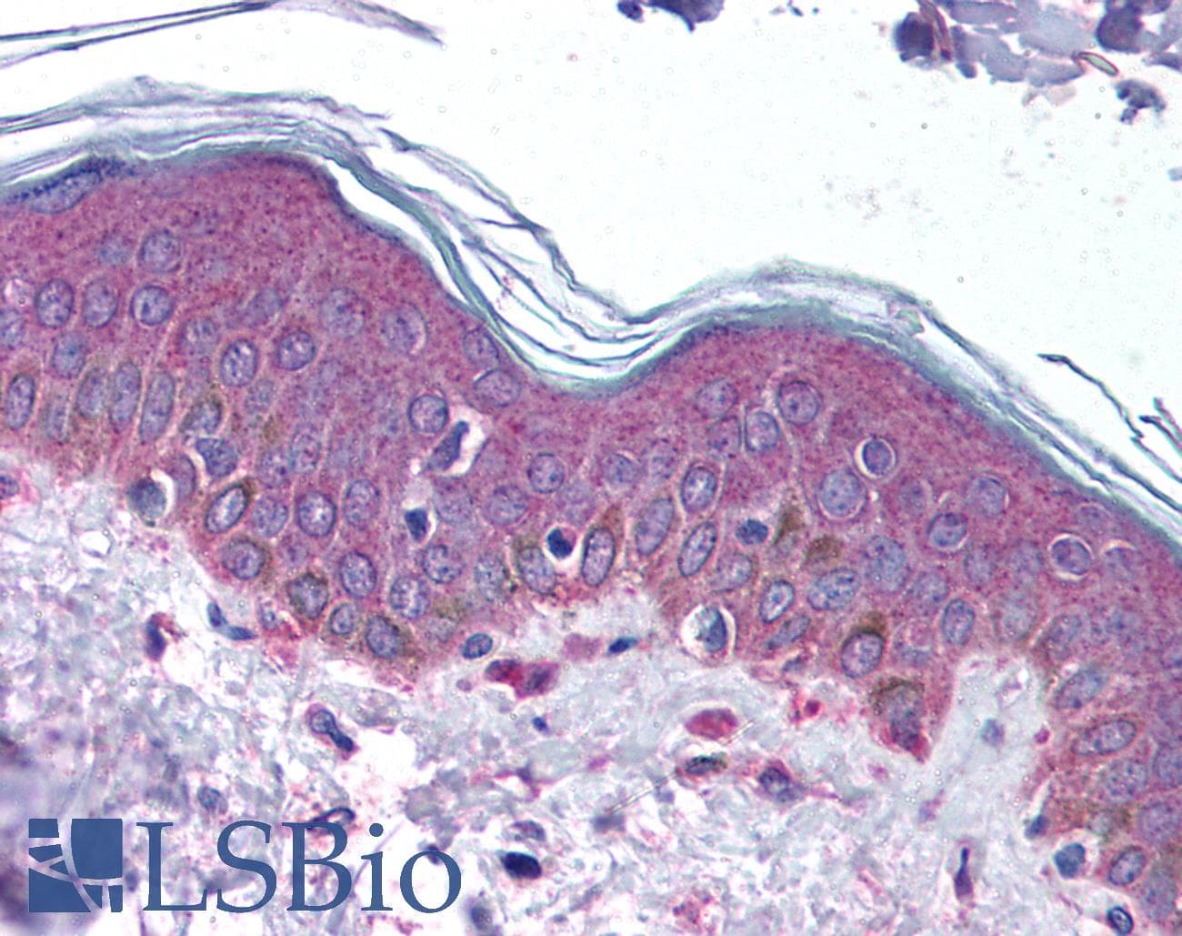 Polyclonal Rabbit anti-Human SERPINF1 / PEDF Antibody (N-Terminus, IHC, WB)