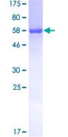Human GLRX3 / Glutaredoxin 3 Protein (Recombinant GST)