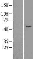 GK / Glycerol Kinase Protein (Over-Expression Lysate Myc-DDK (Flag))