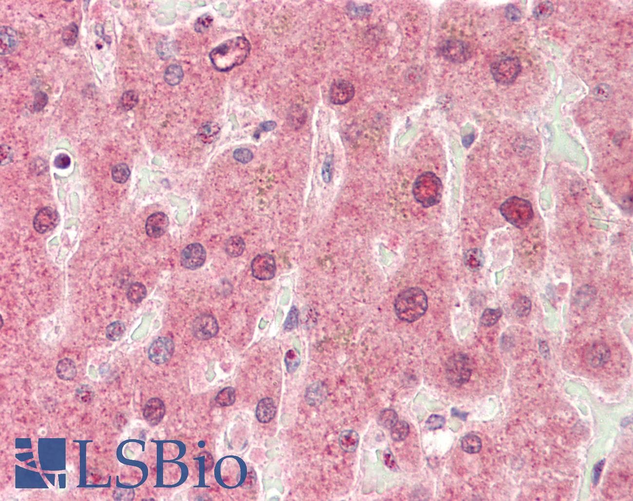 CYP3A43 Antibody (aa398-447)