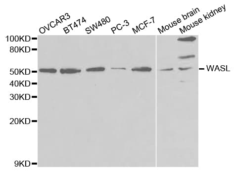 WASL / N-WASP Antibody