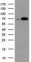 DDX59 Antibody (clone OTI1F11)