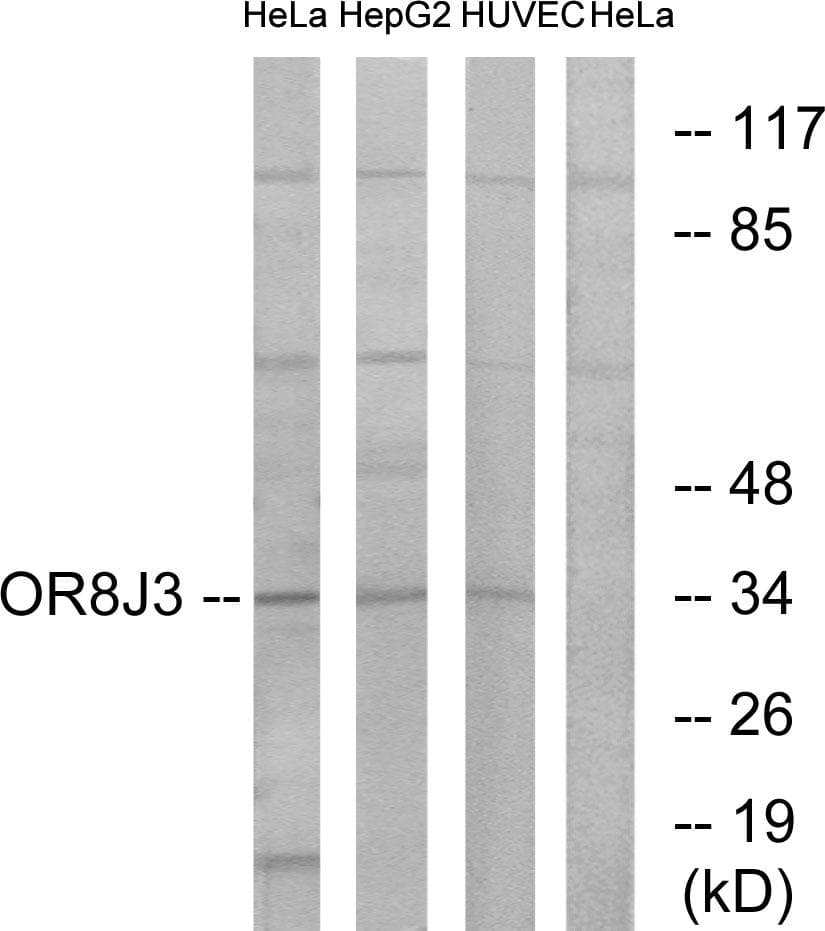 OR8J3 Antibody