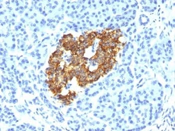 Insulin Antibody (clone IRDN/794)
