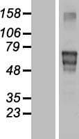 Human MATN4 / Matrilin 4 Protein (Over-Expression Lysate Myc-DDK (Flag))