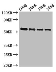 gelE Antibody