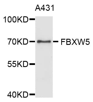 FBXW5 Antibody