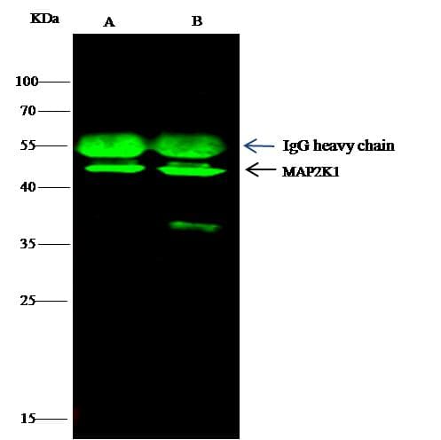 MAP2K1 / MKK1 / MEK1 Antibody (Preservative Free)