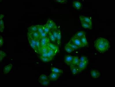 KIF20B Antibody