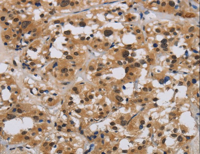 E2F4 Antibody