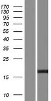 PTPMT1 Protein (Over-Expression Lysate Myc-DDK (Flag))