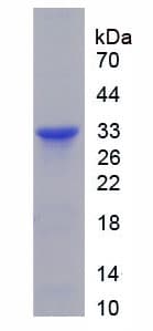 Rat RELN / Reelin Protein (Recombinant His-S)