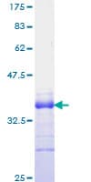 Human JAG1 / Jagged 1 Protein (Recombinant GST, N-terminus)