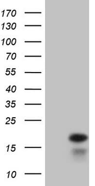 IFN Gamma / Interferon Gamma Antibody (aa24-166, clone OTI1G7, Carrier-free)