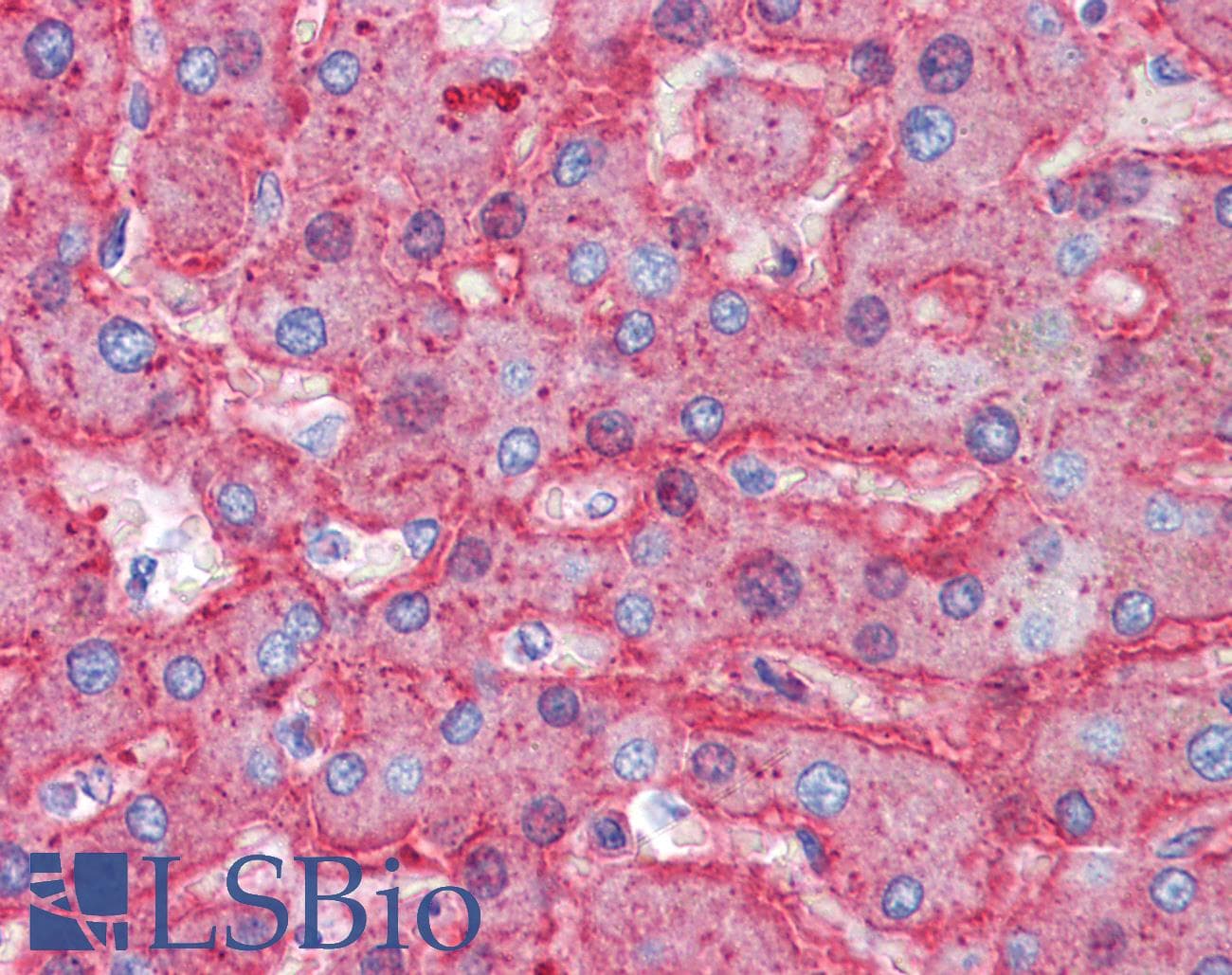 IHC-plus™ APOB / Apolipoprotein B Antibody