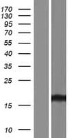 Human GOLGA2P5 Protein (Over-Expression Lysate Myc-DDK (Flag))