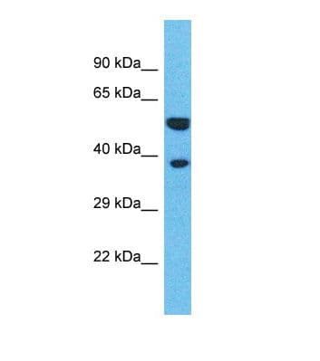 Polyclonal Rabbit anti-Human OR4L1 Antibody (C-Terminus, WB)