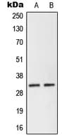 NEURL2 Antibody (Internal)