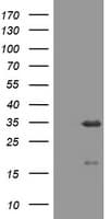 USP44 Antibody (aa420-712, clone OTI4E8)