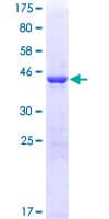 Human PRDX5 / Peroxiredoxin 5 Protein (Recombinant GST)