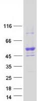 Human MIEF2 / SMCR7 Protein (Recombinant Myc-DDK (Flag))