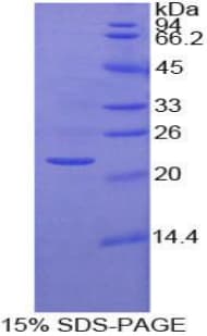 Human FAT10 / UBD Protein (Recombinant His-T7)