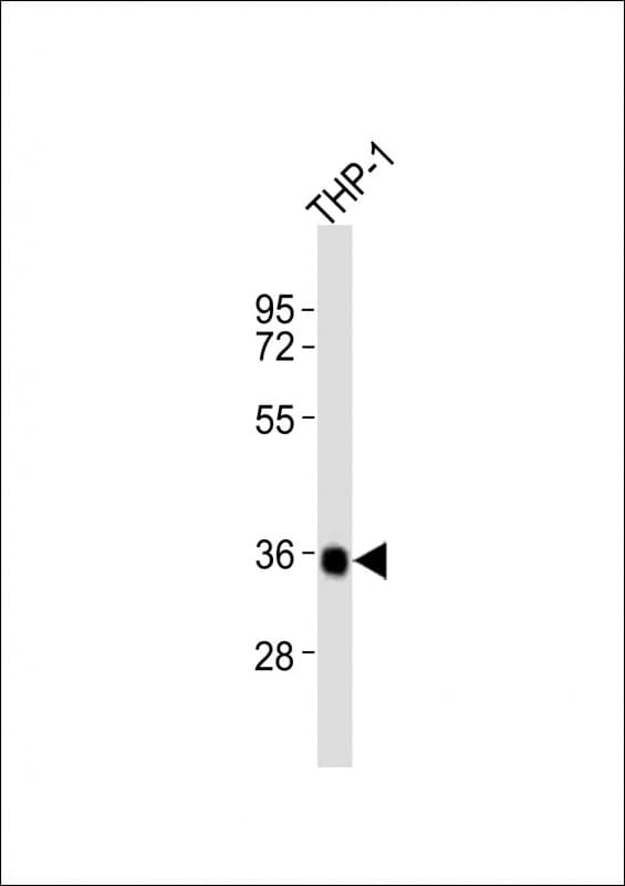 CASP4 / Caspase 4 Antibody (aa337-372)