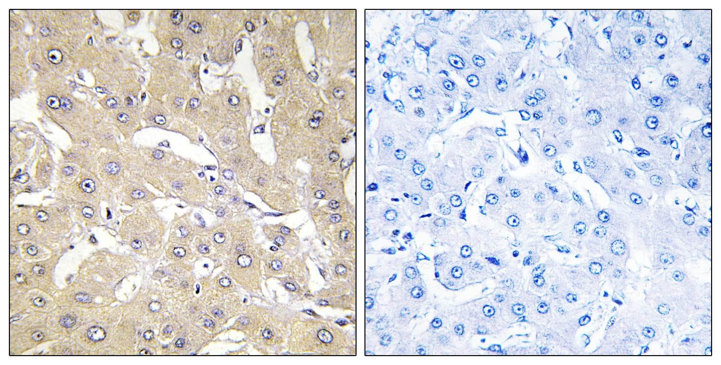 TNFAIP2 Antibody