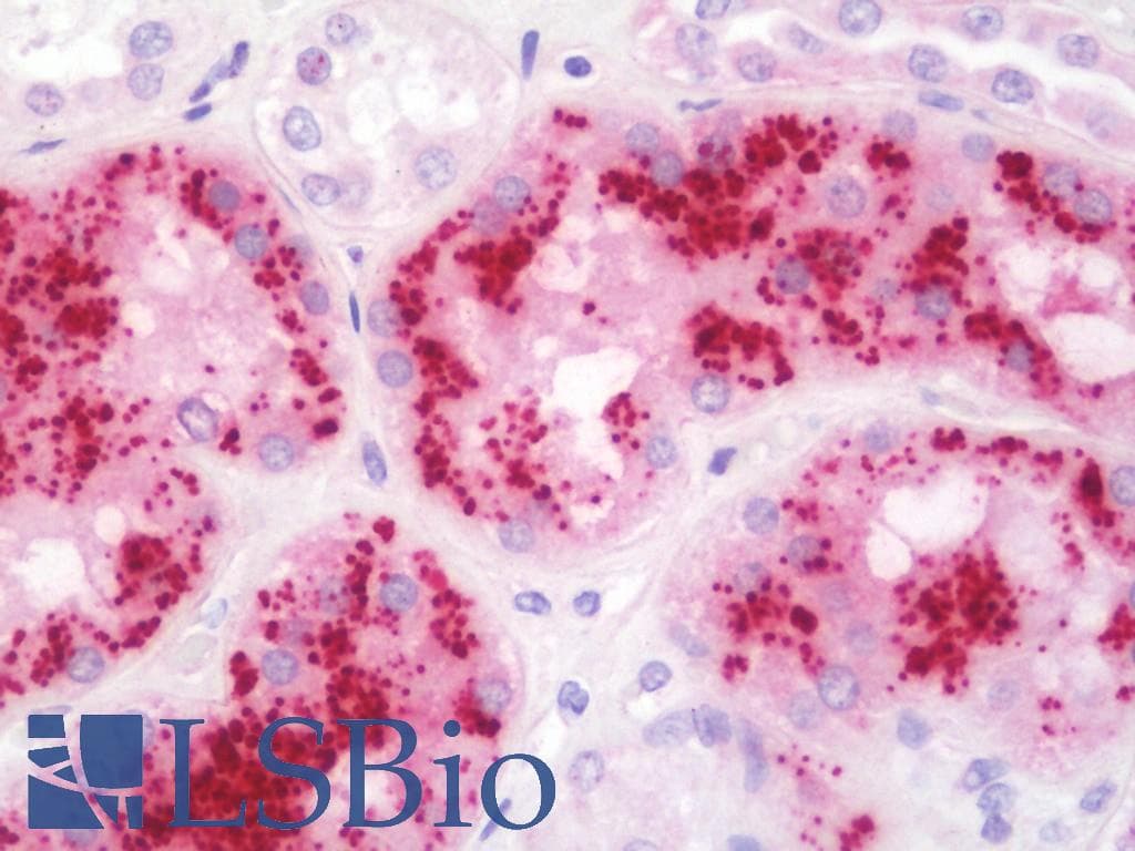 IHC-plus™ CST3 / Cystatin C Antibody
