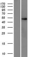 ZNF597 Protein (Over-Expression Lysate Myc-DDK (Flag))