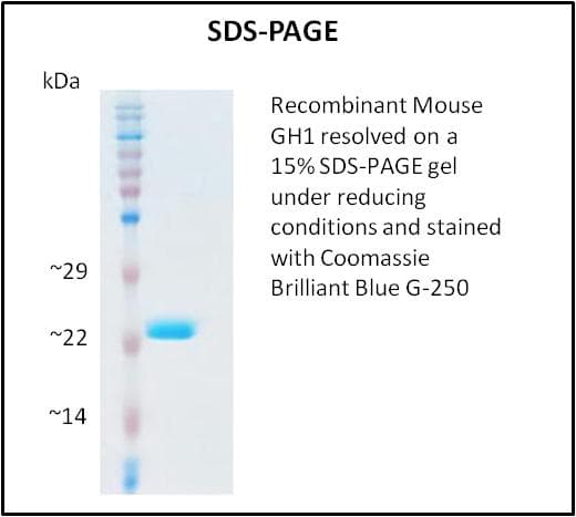 Mouse GH / Growth Hormone Protein (Recombinant)