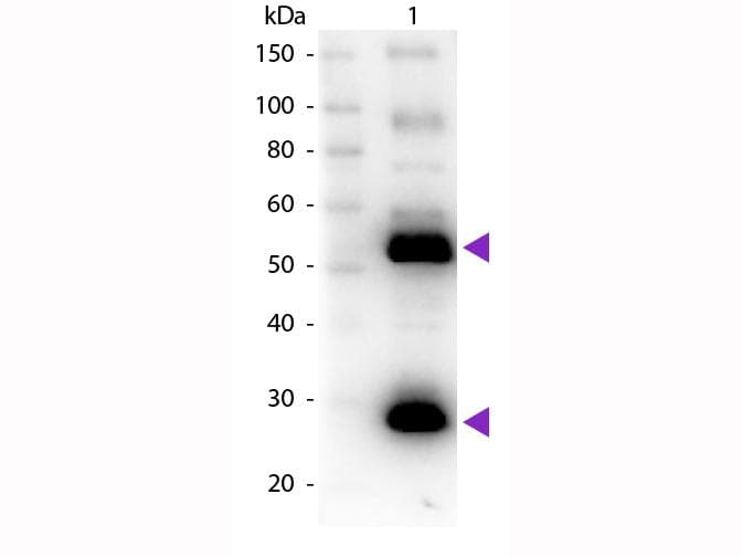 Polyclonal Goat Anti-Human IgG Secondary Antibody (Biotin, IHC, WB)