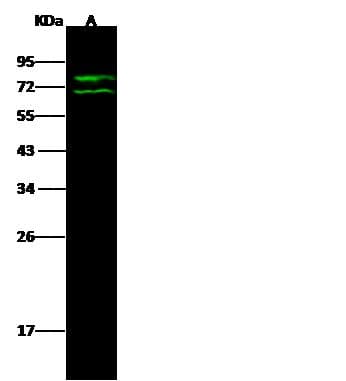 Polyclonal Rabbit anti-Human LMNA / Lamin A+C Antibody (Preservative Free, IF, WB)